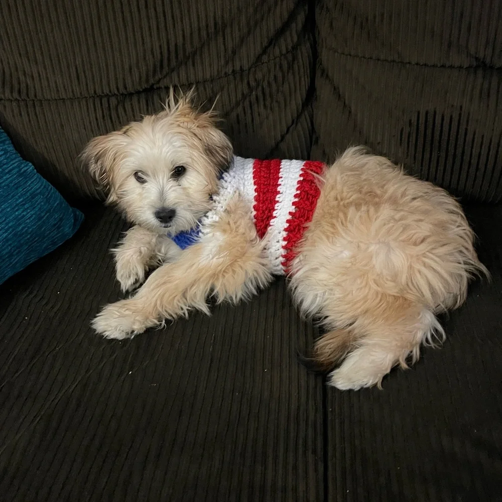 Dogs and cats clothes